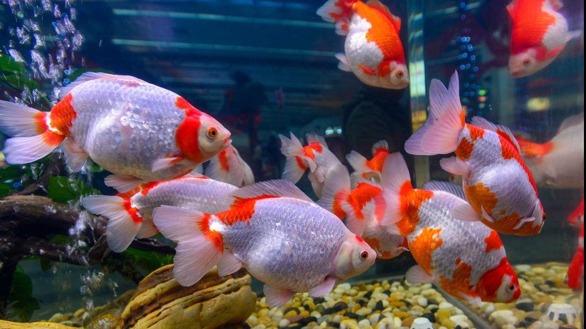 辦公室養(yǎng)魚的風(fēng)水知識你知道嗎？