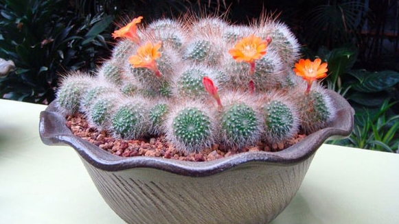 辦公室裝修風(fēng)水植物有哪些可以選？