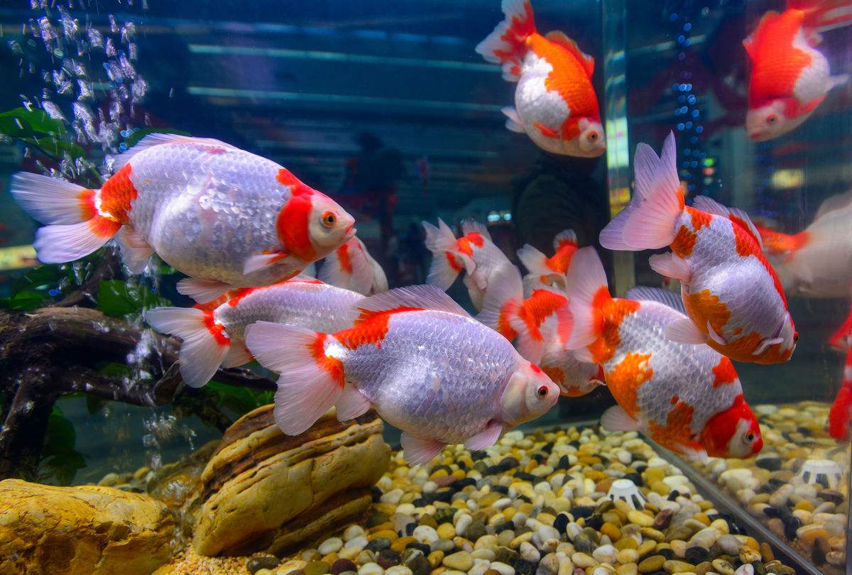 辦公室養(yǎng)魚知識(shí)